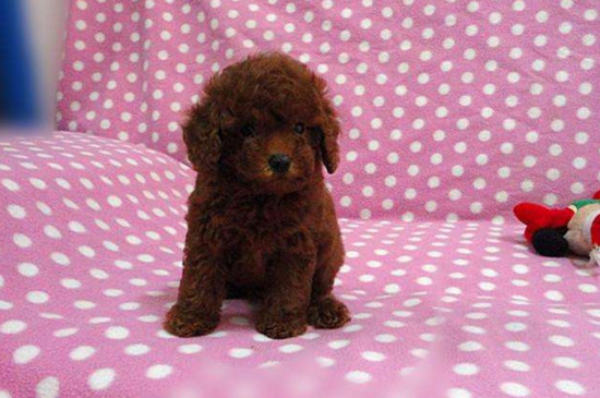 泰迪幼犬什么时候剪毛