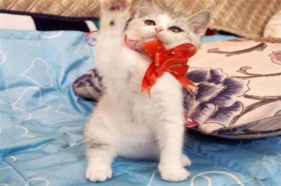 五粉猫是什么意思