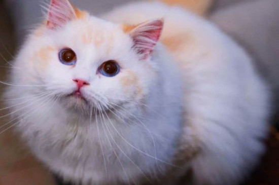 野猫生小猫一般在哪生