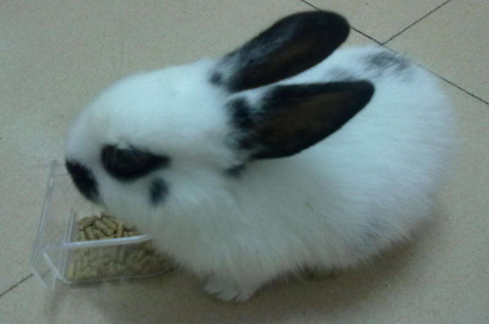 熊猫兔怎么养才不会死