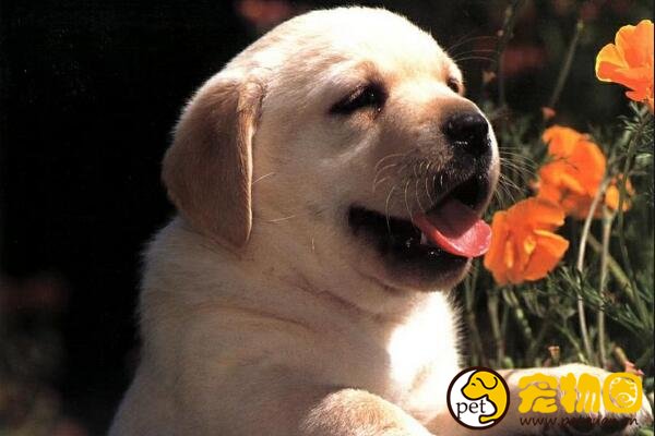 中华田园犬是禁养犬吗，城市内禁养中国土狗是为什么