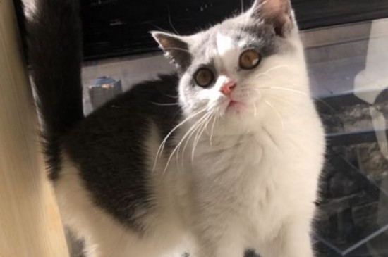 猫洗澡多久一次