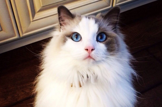 世界上血统最高贵的猫，世界十大贵族猫排名