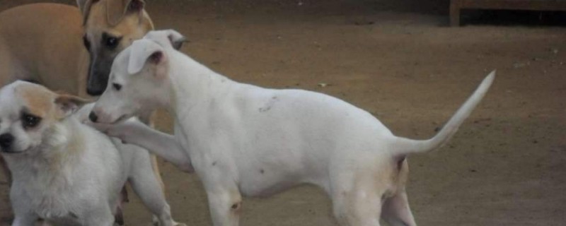 太仓犬如何看纯度