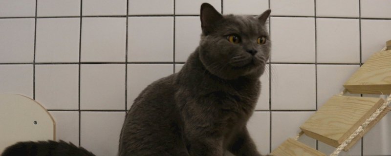 猫一生认几个主人
