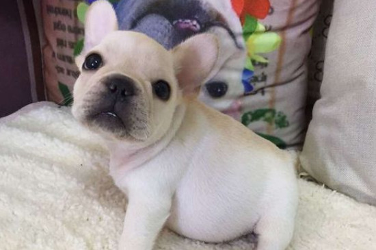 斗牛犬会咬主人吗
