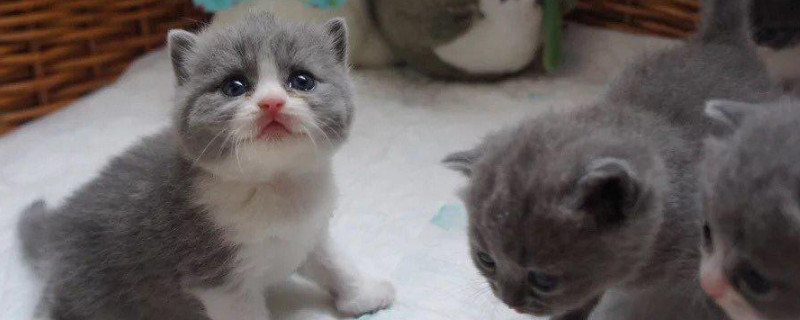 折耳蓝猫能活多少年