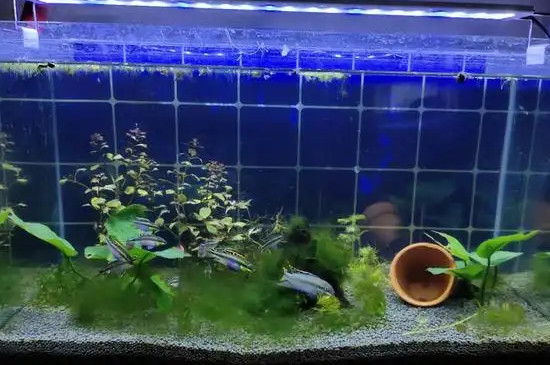 养鱼可以用软水吗