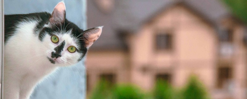 猫会哭吗