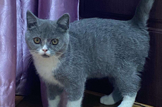 猫要打几针疫苗