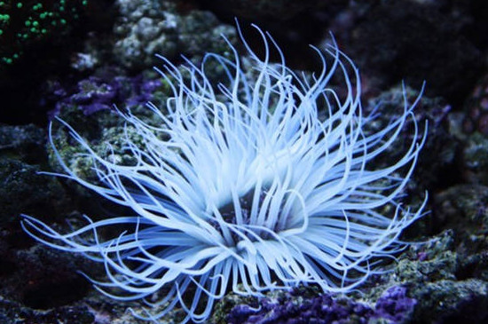 海葵怎么养