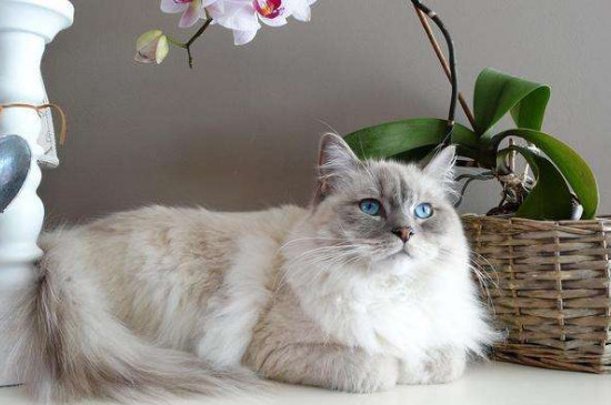 初学者养猫注意事项