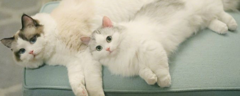 猫得了猫藓会自愈吗