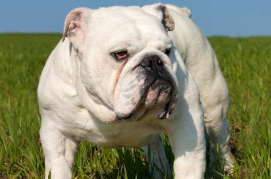 英国斗牛犬一顿吃多少狗粮