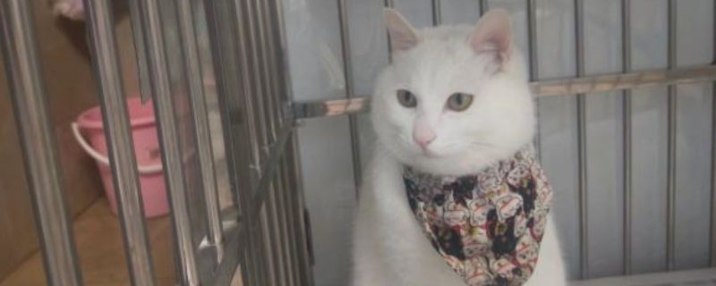 猫咪吐粮什么原因