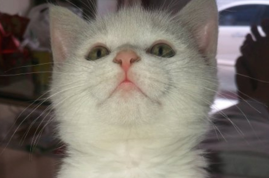为什么小猫大小便前会叫