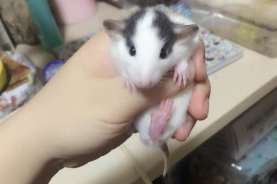 花枝鼠开心时候的表现