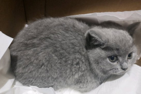 猫鼻支怎么治疗
