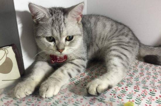 猫咪多大可以绝育