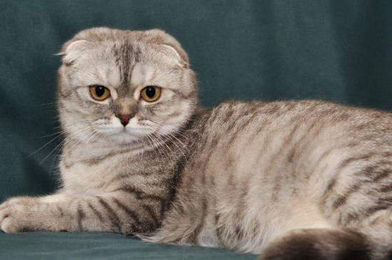 猫毛打结成块怎么处理，猫毛结成疙瘩怎么办