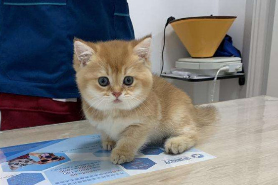 猫砂盆只拉尿不拉屎