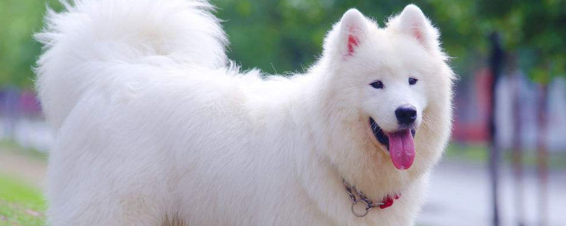 养萨摩耶犬有什么坏处