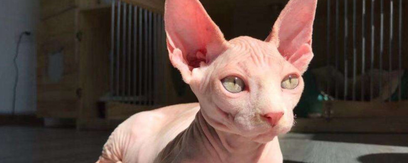 猫咪体内驱虫多久一次