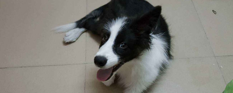 两个月的牧羊犬怎么养