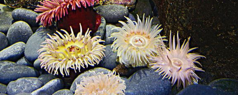 海葵怎么养