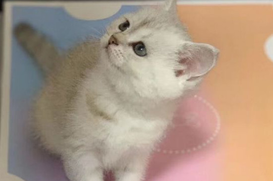 养猫的坏处