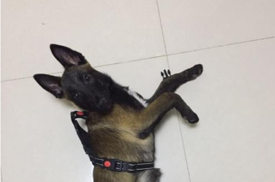 如何辨别马犬幼犬聪明