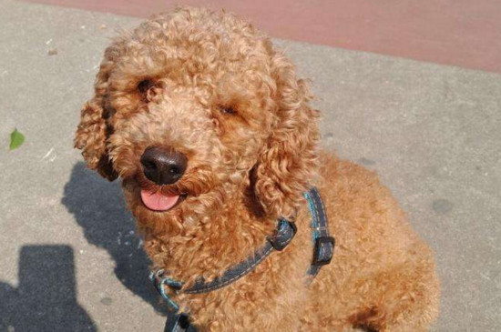 泰迪犬和贵宾犬有什么区别