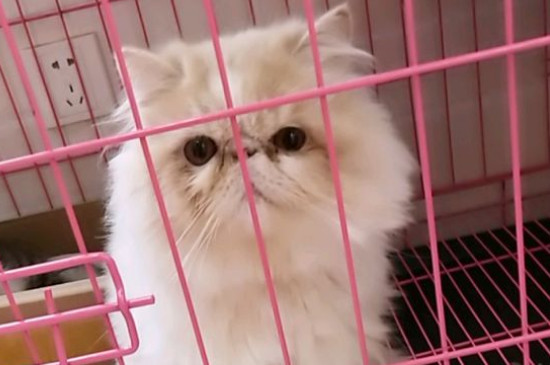 怎么教出一只粘人的猫