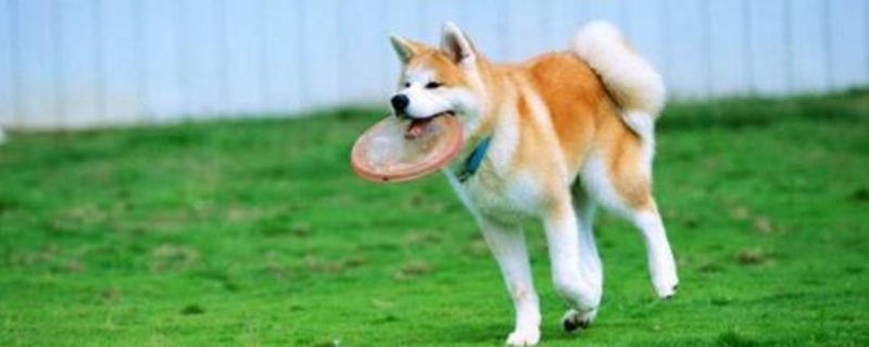 上班族养秋田犬合适吗