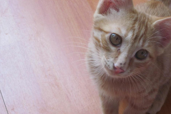 猫咪得了猫癣怎么办，猫咪得了猫癣的症状
