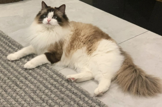 猫突然很粘人是什么情况
