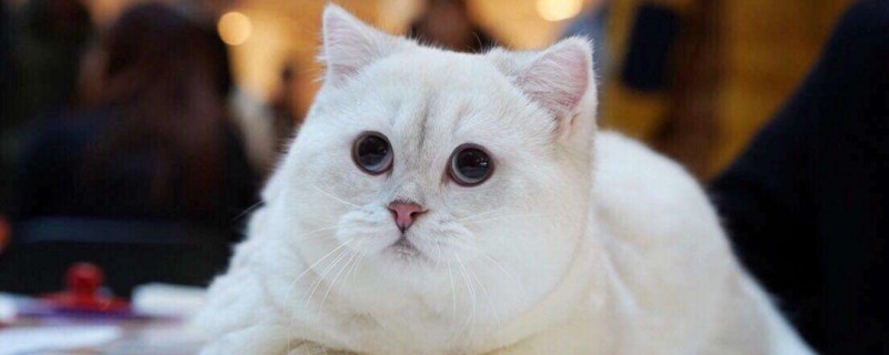 银点猫和渐层猫的区别