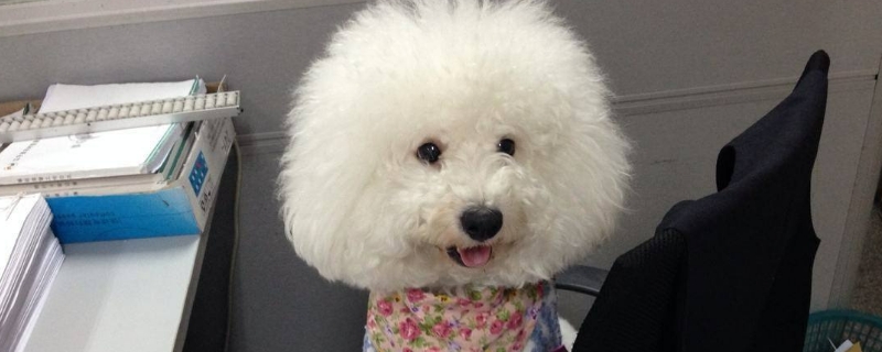 比熊怀孕症状