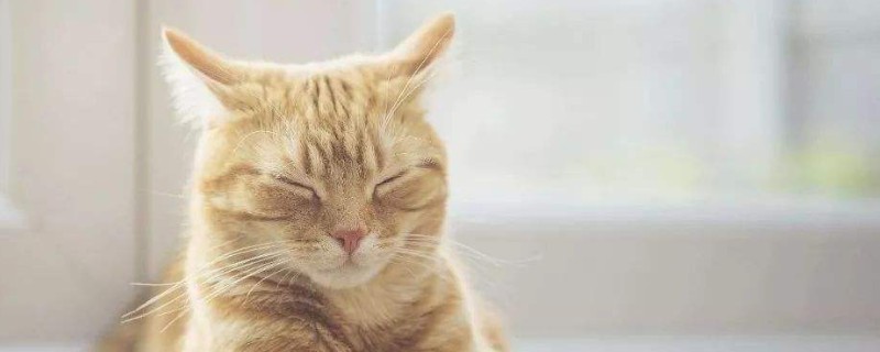 猫咪发烧了怎么办