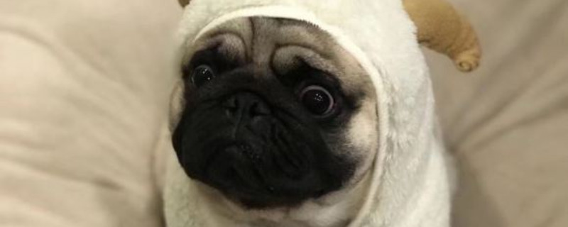 狗能吃地瓜吗