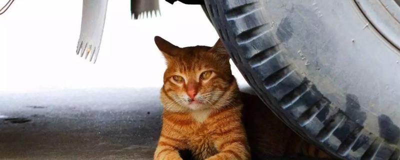 猫咪死后多久可以埋