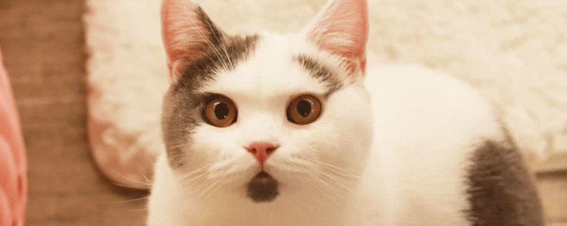 怀孕母猫拉稀正常吗