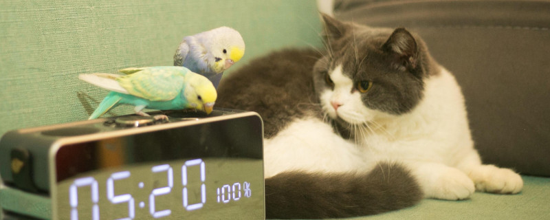 肖战的猫坚果是什么品种