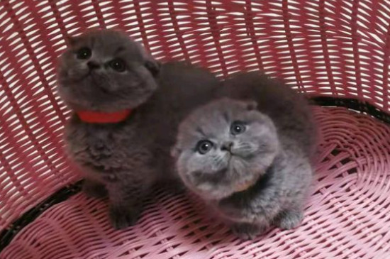 矮脚猫的缺点