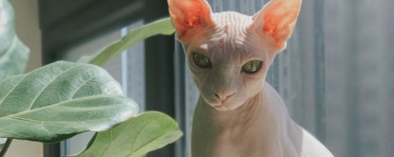 不掉毛的猫猫品种