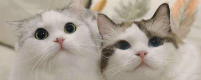 如何训练猫抓老鼠