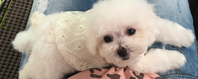 小狗吃什么食物