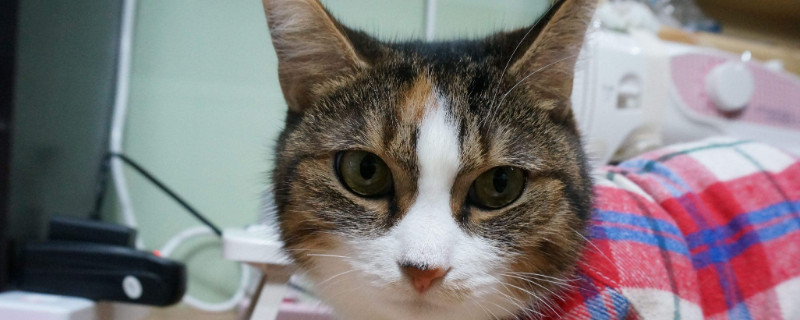 猫会挑食把自己饿死吗