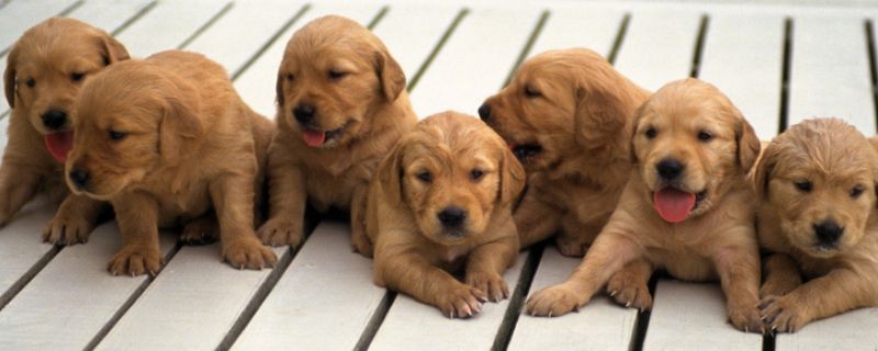 金毛幼犬怎么看纯不纯