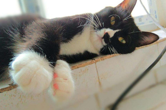 奶牛猫和土猫的区别